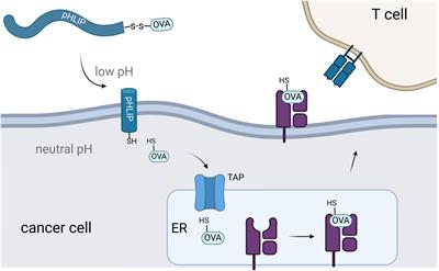 Targeted acidosis mediated delivery of antigenic MHC-binding peptides